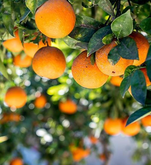 בית מלון כפרי Casa La Vuelta