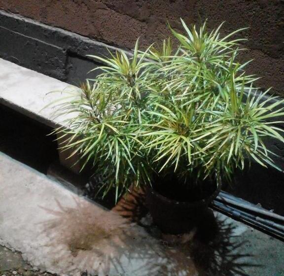 Hospedaria Uptown Ella