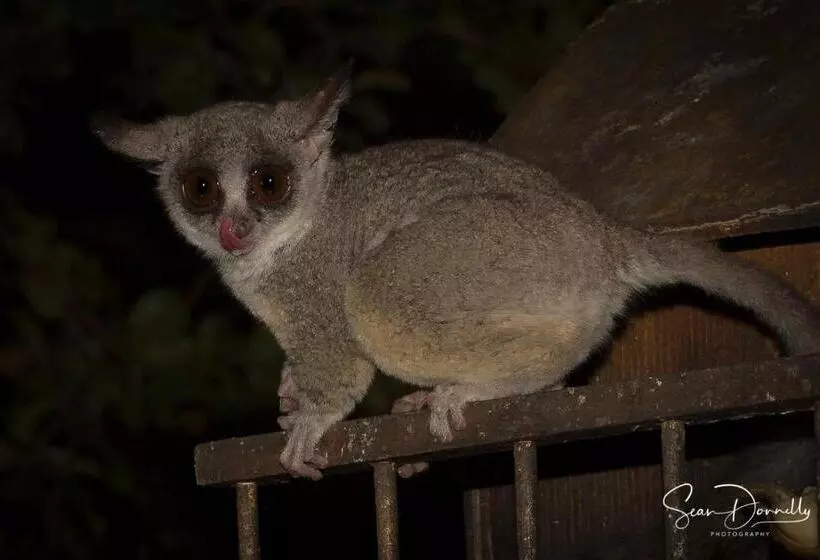 Ubuntu Bed And Breakfast