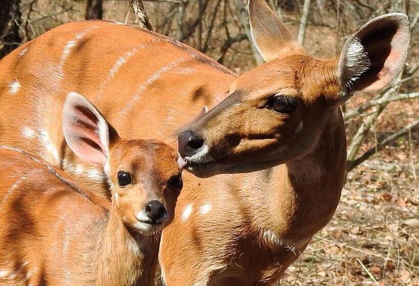 Ubuntu Bed And Breakfast
