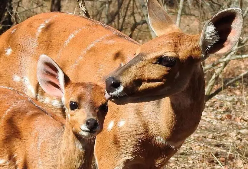 Ubuntu Bed And Breakfast
