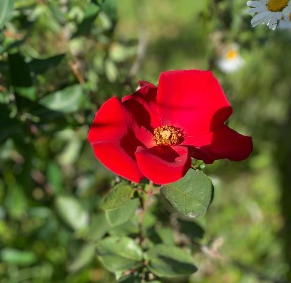 هاستل Cabañas Estrella Del Sur