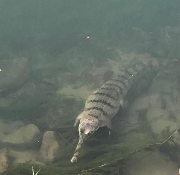 هاستل Happy Lemon Tree Lodge