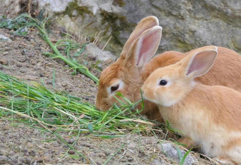 בית מלון כפרי Agriturismo La Forcina