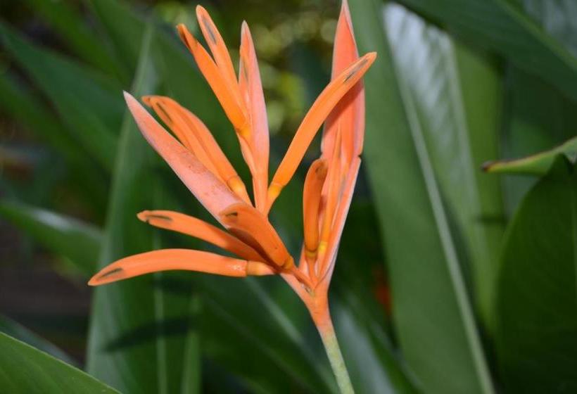 ペンション O Camarao