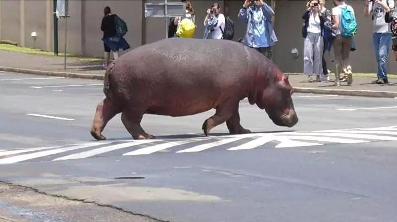 Majatalo St Lucia Livingston Lodge