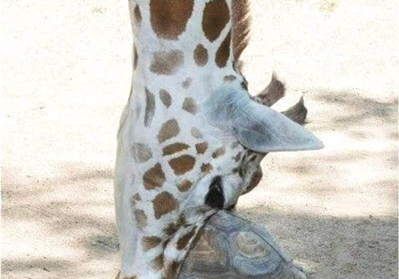 פנסיון St Lucia Livingston Lodge