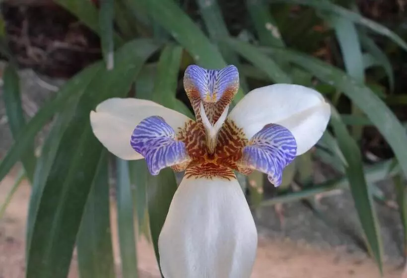 Aamiaismajoitus (B&B) Chalé Rancho Aratama