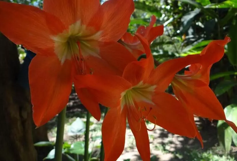 Aamiaismajoitus (B&B) Chalé Rancho Aratama