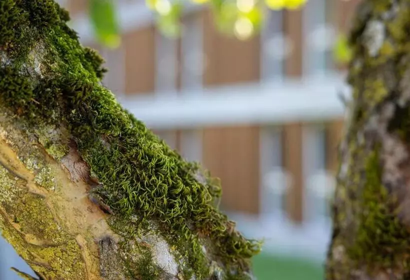 B&b Hotel Mattli übernachtung Frühstück