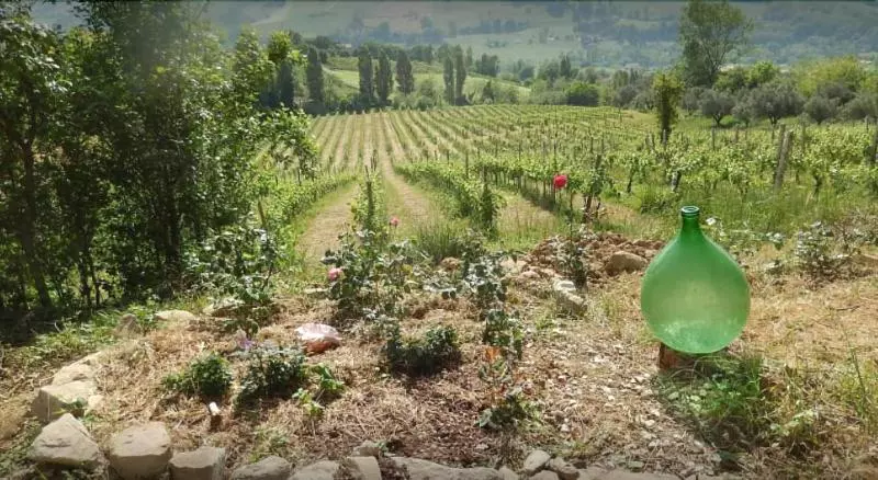 ホテル Vigna Della Ripa