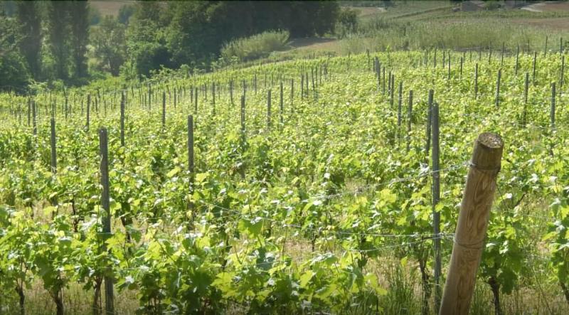 فندق Vigna Della Ripa