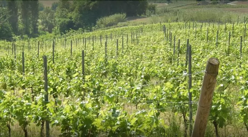 ホテル Vigna Della Ripa