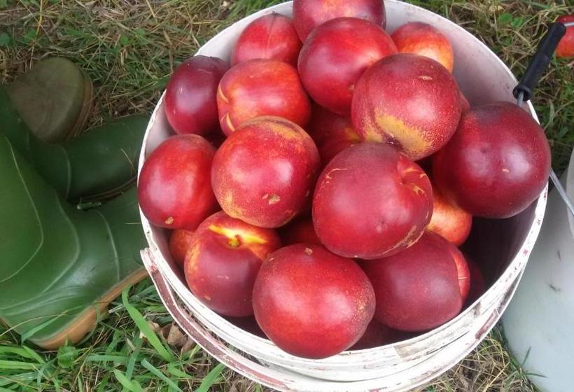 هتل Agriturismo La Pace