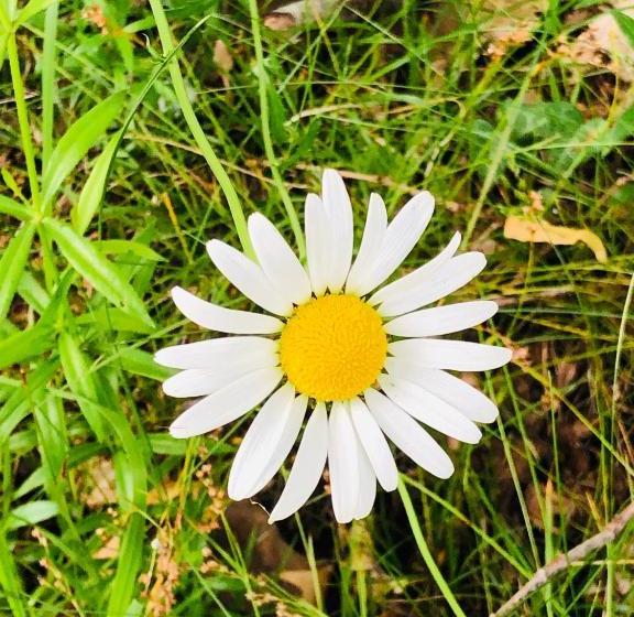 مبيت وإفطار Château De La Gauderie