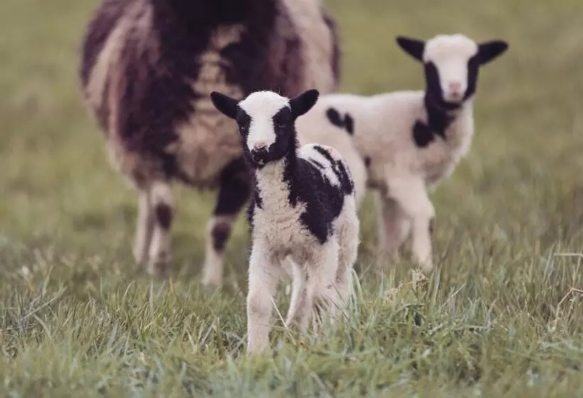 Majatalo Bank Ground Farm