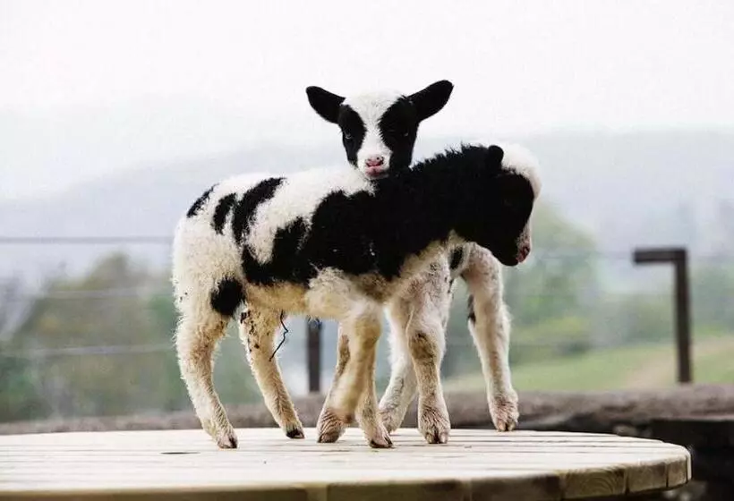 Majatalo Bank Ground Farm