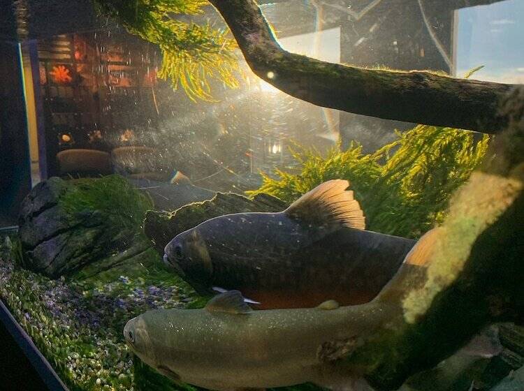 אתר נופש Norsk Havbrukssenter  Rorbuer