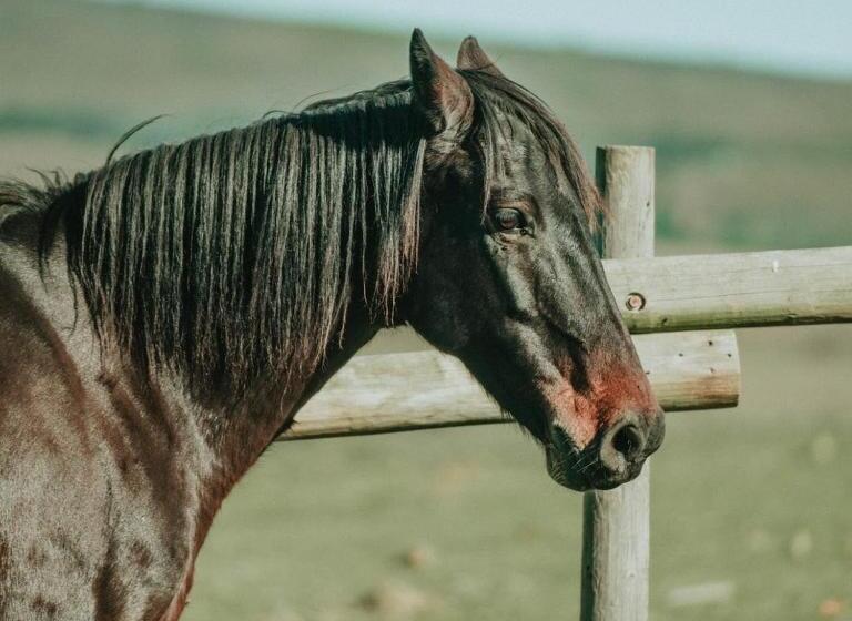 فندق Oudebosch Guest Farm
