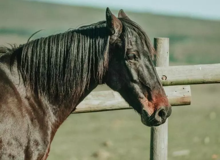 ホテル Oudebosch Guest Farm