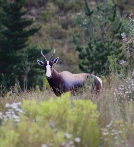 ホテル Oudebosch Guest Farm