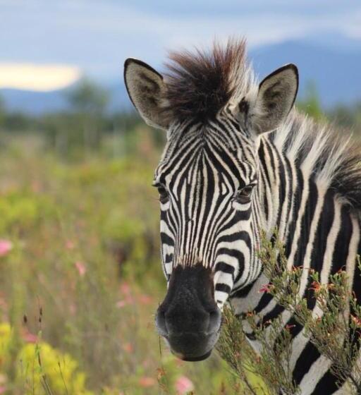 فندق Oudebosch Guest Farm