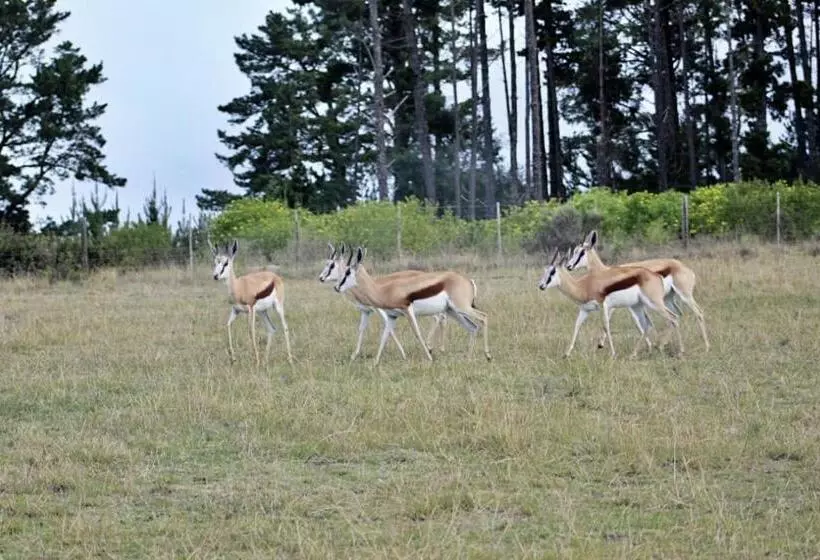 ホテル Oudebosch Guest Farm