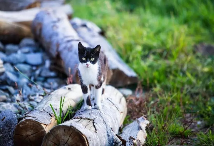 ペンション Bran Monte Crai Chalet