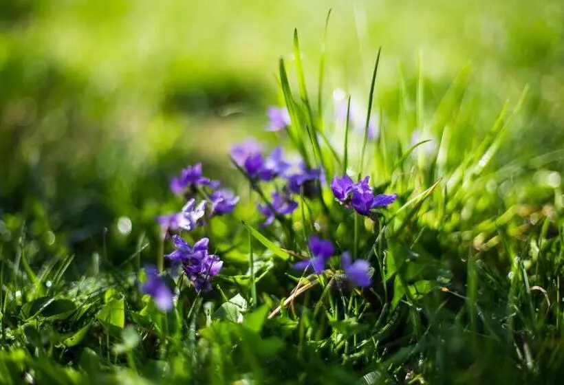 ペンション Bran Monte Crai Chalet