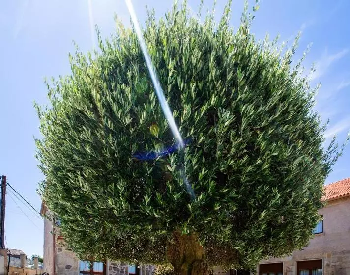 Apartamentos Turísticos Eira Do Mar