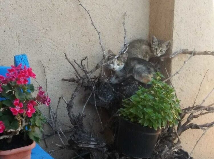 Pensão Hostal Los Oteros