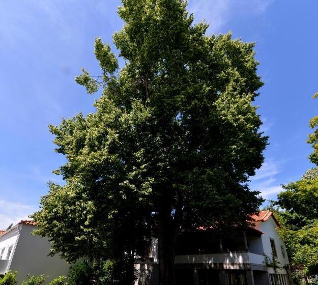 פנסיון Baiona Guesthouse