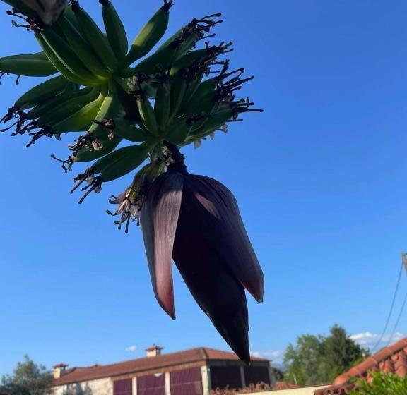 酒店 Casa Da Ponte Do Porto