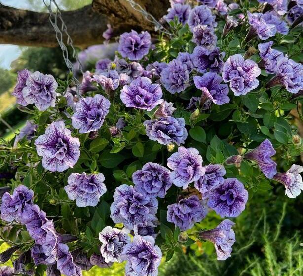 فندق Agrirelais Collelago