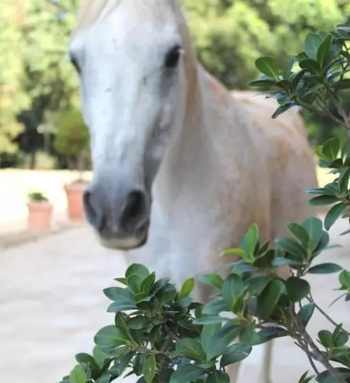 ホテル Tenuta Ferraro Gallipoli