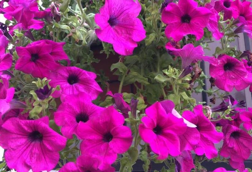 بنسيون La Casa Del Colonnello