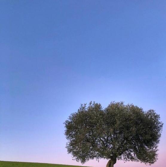 ホテル Agriturismo L'antico Oliveto