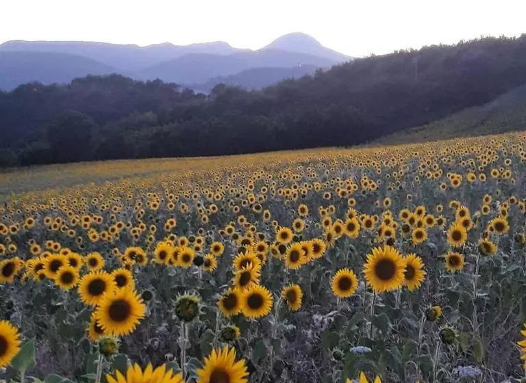 ホテル Agriturismo L'antico Oliveto