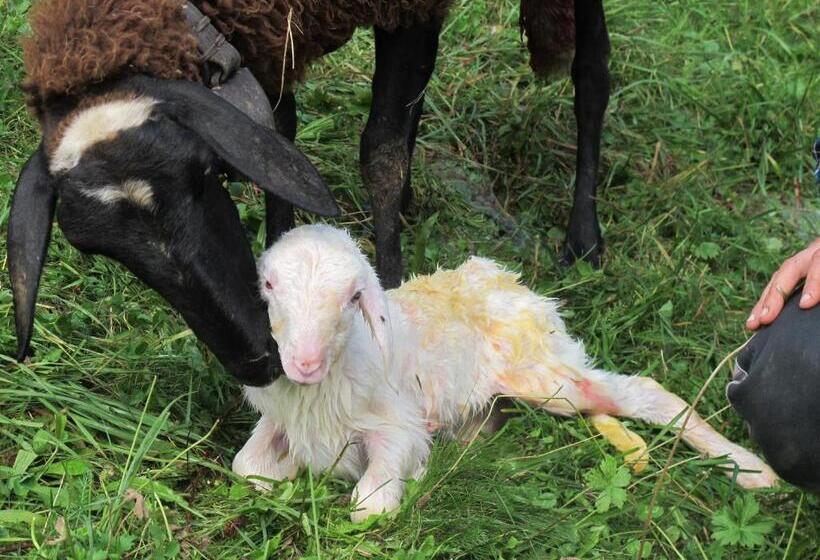 Отель Meiro Di Choco