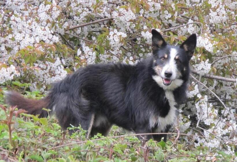 Отель Meiro Di Choco