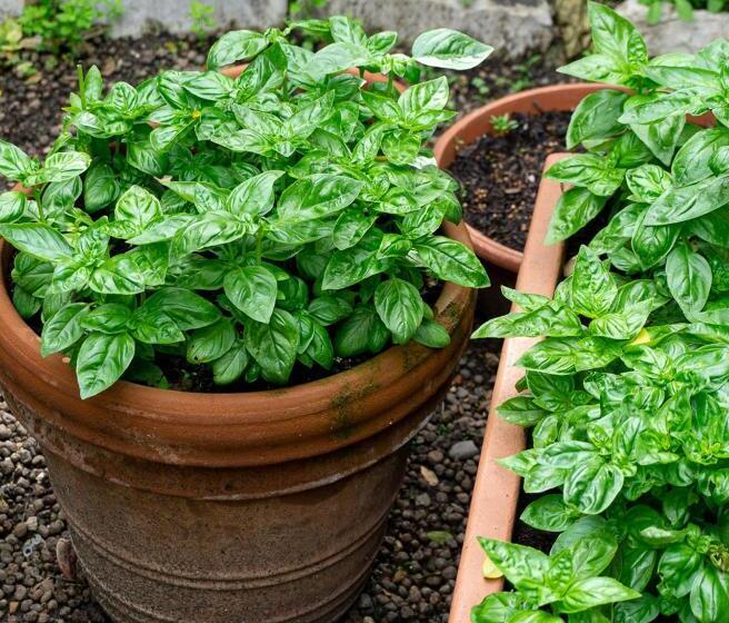 פנסיון Toscani Da Sempre