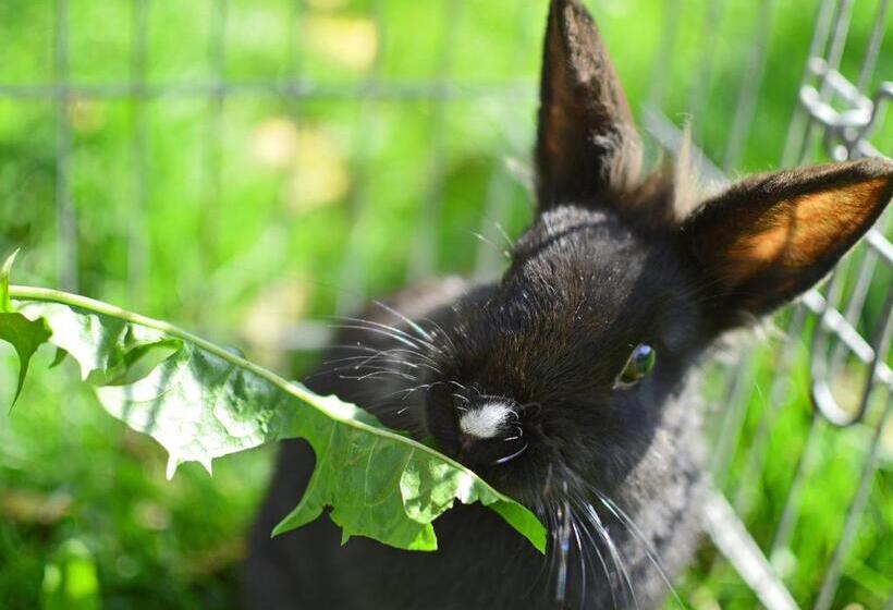 Отель Niedermairhof