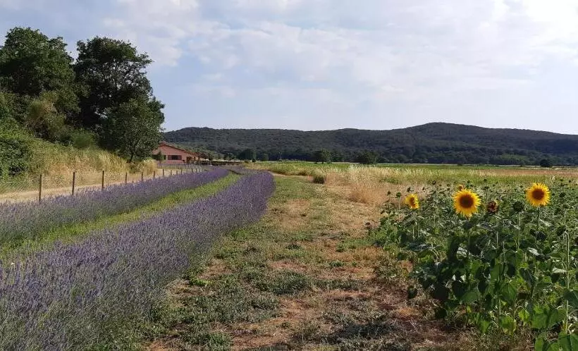 ホテル Agriturismo Le Giunchiglie
