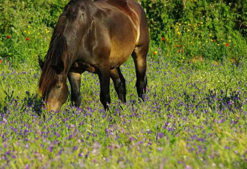 ホテル Agriturismo Le Giunchiglie