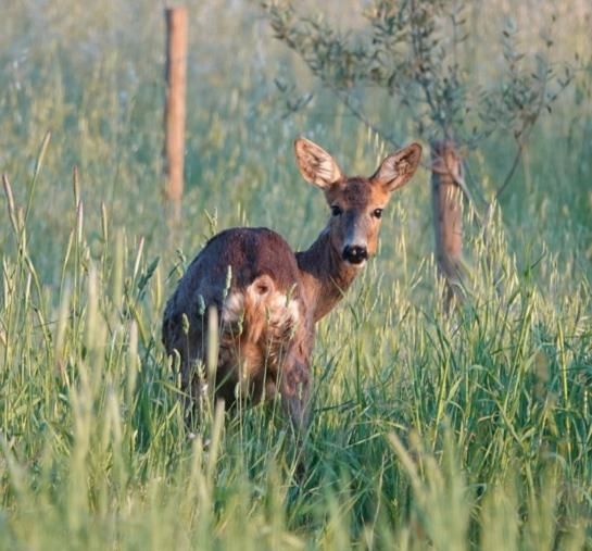 فندق Agriturismo Le Giunchiglie
