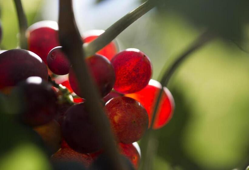 בית מלון כפרי I Dolci Grappoli