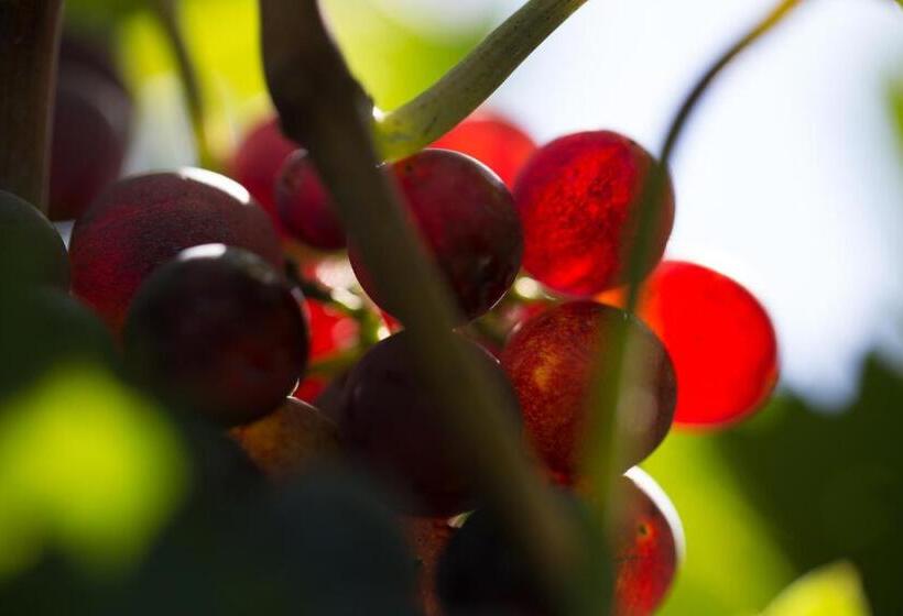 בית מלון כפרי I Dolci Grappoli