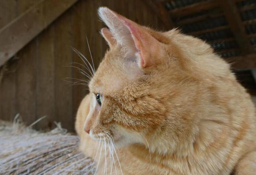 ホテル Patztauhof