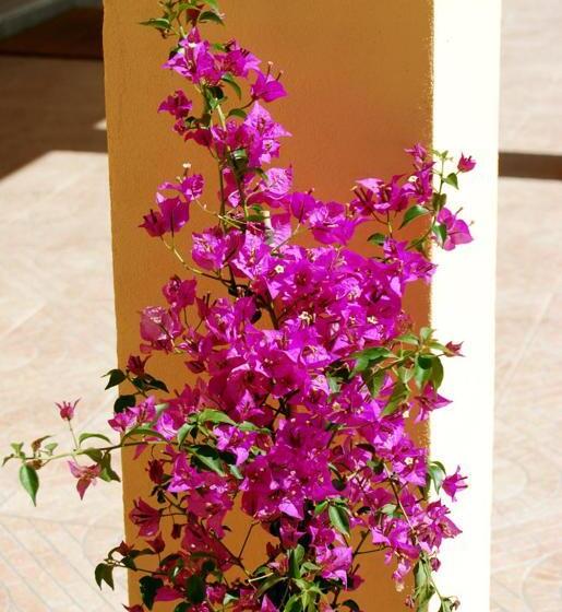 צימר I Campi Di Lino