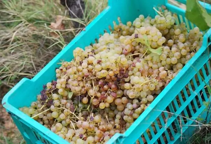 Hotelli Agriturismo Cascina Degli Ulivi